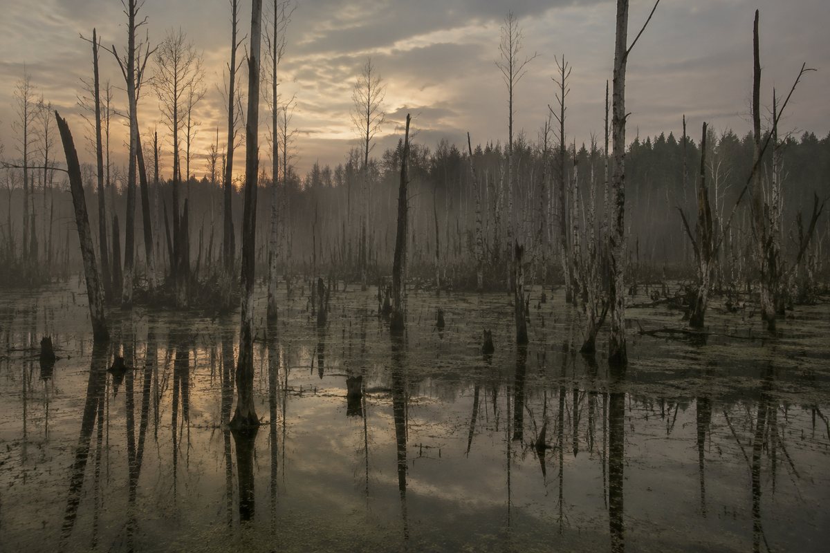 Een dood moeras in de schemering met kale bleke bomen in ondiep stilstaand water
